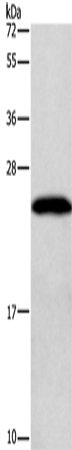 Anti-GAGE12I Rabbit Polyclonal Antibody