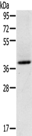 Anti-GAS1 Rabbit Polyclonal Antibody