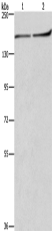 Anti-HDLBP Rabbit Polyclonal Antibody
