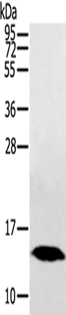 Anti-HINT1 Rabbit Polyclonal Antibody
