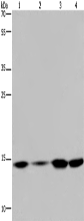 Anti-Histone H2A Rabbit Polyclonal Antibody