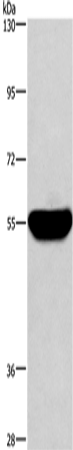 Anti-HMGCS1 Rabbit Polyclonal Antibody