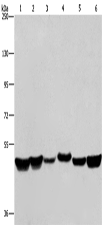 Anti-hnRNP H1 Rabbit Polyclonal Antibody