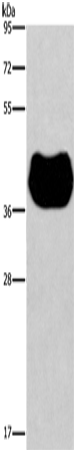 Anti-HRH2 Rabbit Polyclonal Antibody