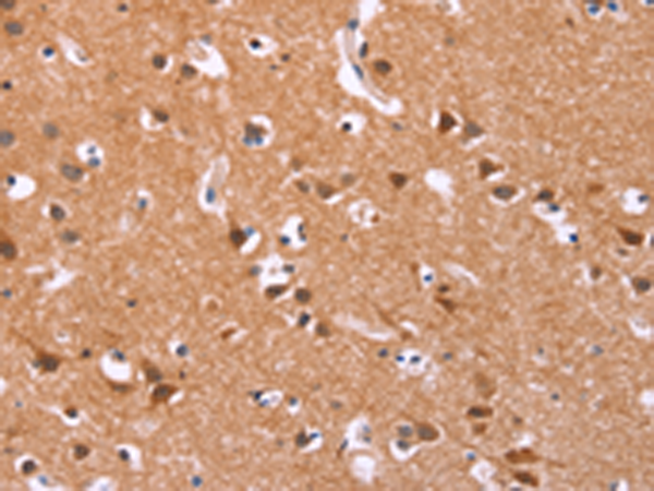 Anti-ICAM5 Rabbit Polyclonal Antibody
