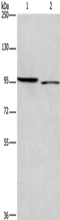 Anti-ICAM5 Rabbit Polyclonal Antibody