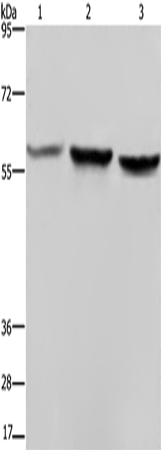 Anti-Synapsin 2 Rabbit Polyclonal Antibody