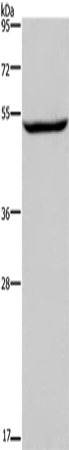 Anti-IMPDH1 Rabbit Polyclonal Antibody