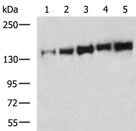 Anti-Integrin alpha 11 Rabbit Polyclonal Antibody