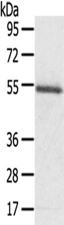 Anti-KCNG3 Rabbit Polyclonal Antibody