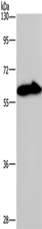 Anti-KCNG4 Rabbit Polyclonal Antibody