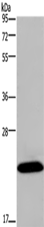 Anti-KCNMB4 Rabbit Polyclonal Antibody