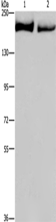 Anti-KIDINS220 Rabbit Polyclonal Antibody