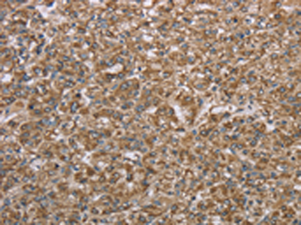 Anti-CERS4 Rabbit Polyclonal Antibody