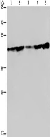 Anti-CERS4 Rabbit Polyclonal Antibody