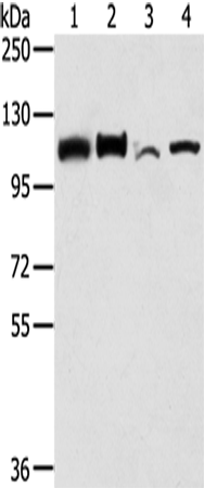 Anti-LONP1 Rabbit Polyclonal Antibody
