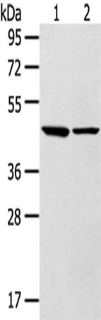 Anti-Leukotriene B4 Receptor 2 Rabbit Polyclonal Antibody