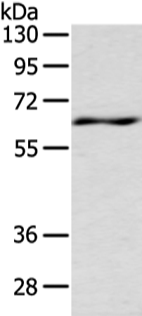 Anti-LZTS1 Rabbit Polyclonal Antibody