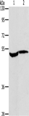 Anti-MAPKAP Kinase 2 Rabbit Polyclonal Antibody