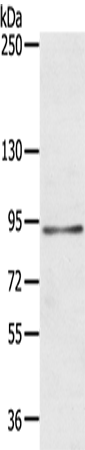 Anti-MARK1 Rabbit Polyclonal Antibody