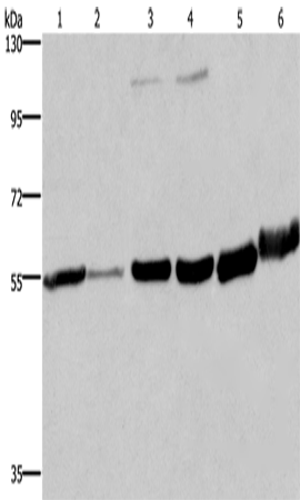 Anti-MCHR1 Rabbit Polyclonal Antibody