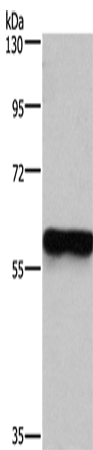 Anti-MFSD2A Rabbit Polyclonal Antibody