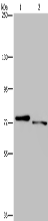 Anti-NLRP10 Rabbit Polyclonal Antibody