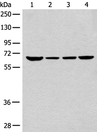 Anti-n Myc Rabbit Polyclonal Antibody