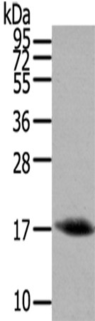 Anti-Orexin A Rabbit Polyclonal Antibody