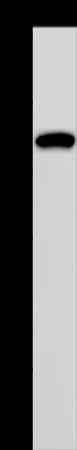 Anti-PCDHAC1 Rabbit Polyclonal Antibody