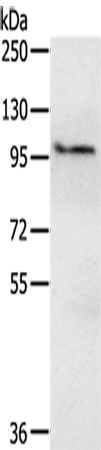 Anti-EMC1 Rabbit Polyclonal Antibody