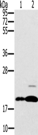 Anti-PTP4A2 Rabbit Polyclonal Antibody