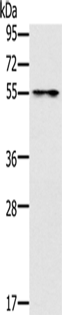 Anti-PUS10 Rabbit Polyclonal Antibody