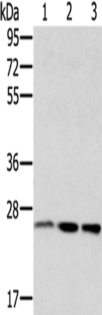 Anti-Rab8A Rabbit Polyclonal Antibody