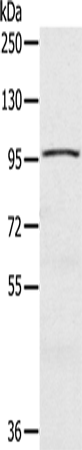 Anti-CIZ1 Rabbit Polyclonal Antibody
