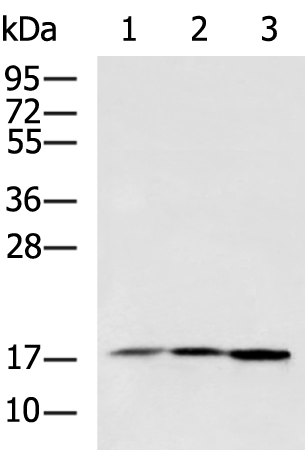 Anti-Rac2 Rabbit Polyclonal Antibody