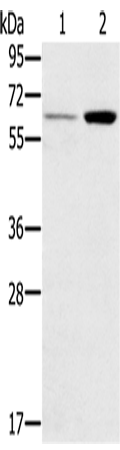 Anti-RANK Rabbit Polyclonal Antibody