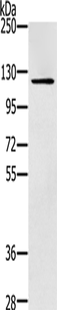 Anti-ZMIZ1 Rabbit Polyclonal Antibody