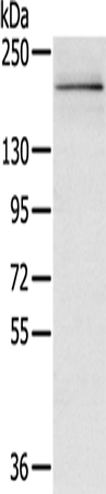 Anti-RGS12 Rabbit Polyclonal Antibody
