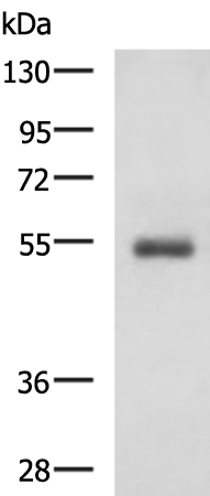 Anti-RHCG Rabbit Polyclonal Antibody