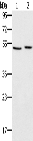 Anti-SLC39A7 Rabbit Polyclonal Antibody