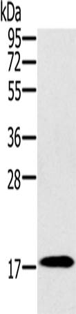 Anti-RNF122 Rabbit Polyclonal Antibody