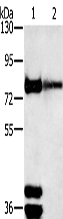 Anti-TRIM3 Rabbit Polyclonal Antibody