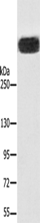 Anti-Ryanodine Receptor Rabbit Polyclonal Antibody