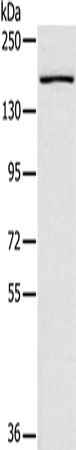 Anti-SAMD9L Rabbit Polyclonal Antibody