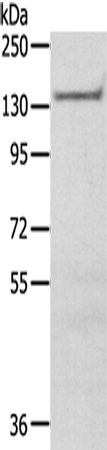 Anti-SASH1 Rabbit Polyclonal Antibody
