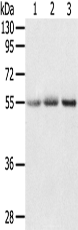 Anti-CWC27 Rabbit Polyclonal Antibody