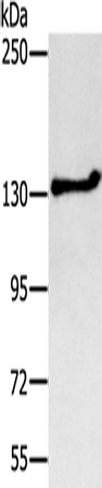 Anti-NEMF Rabbit Polyclonal Antibody
