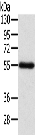 Anti-SEPN1 Rabbit Polyclonal Antibody