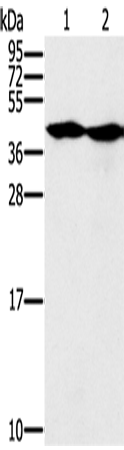 Anti-MORF4L1 Rabbit Polyclonal Antibody